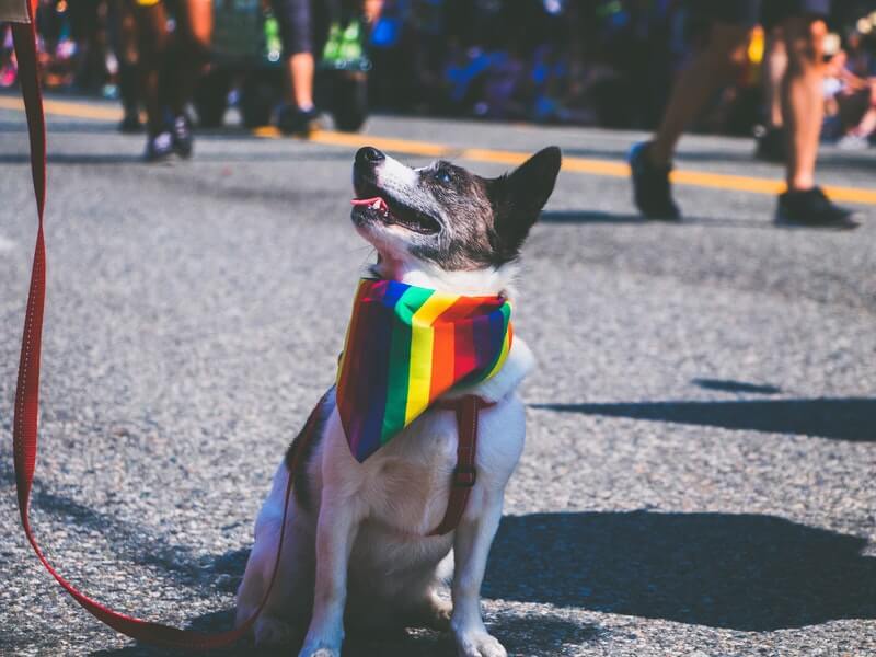 Lễ diễu hành tự hào đồng tính ở Toronto