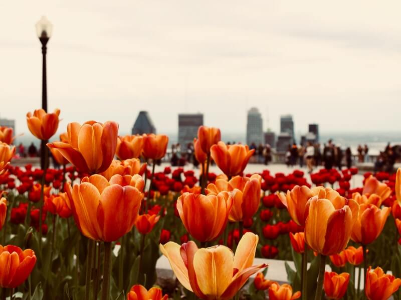 Lễ hội Hoa Tulip