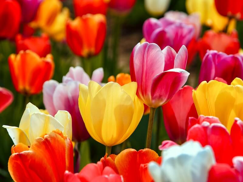 Hình ảnh Lễ hội hoa Tulip