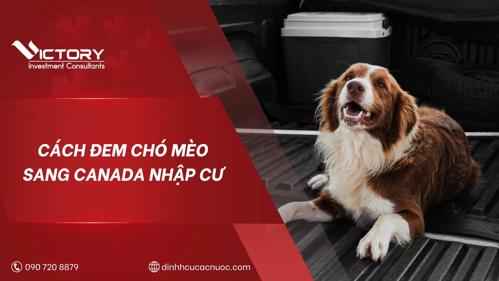 Cách đem chó mèo sang Canada nhập cư