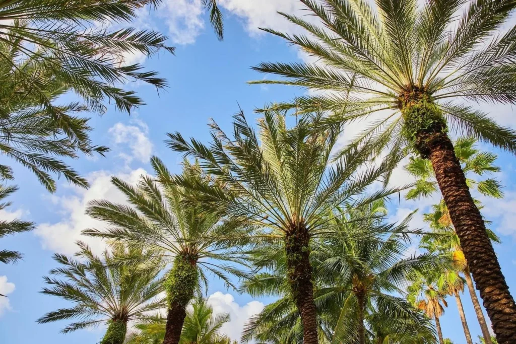 Thompson Palm Spring – Dự án EB5 Mỹ 6 Vop63DSYdmrpFPi2OMI7G transformed