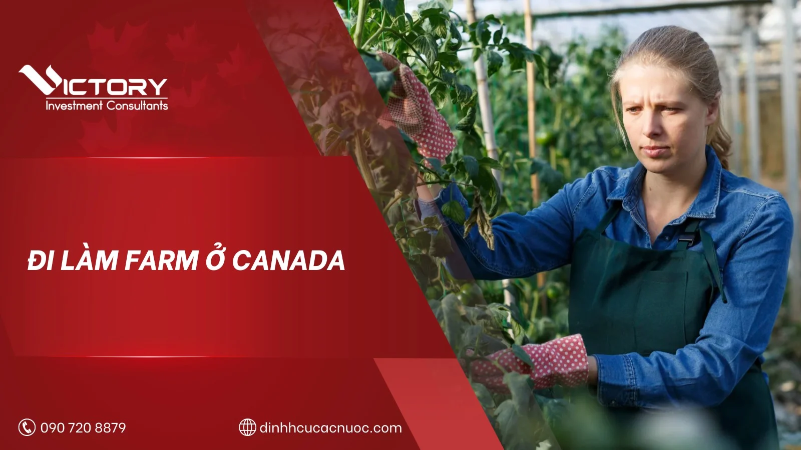di lam farm o canada