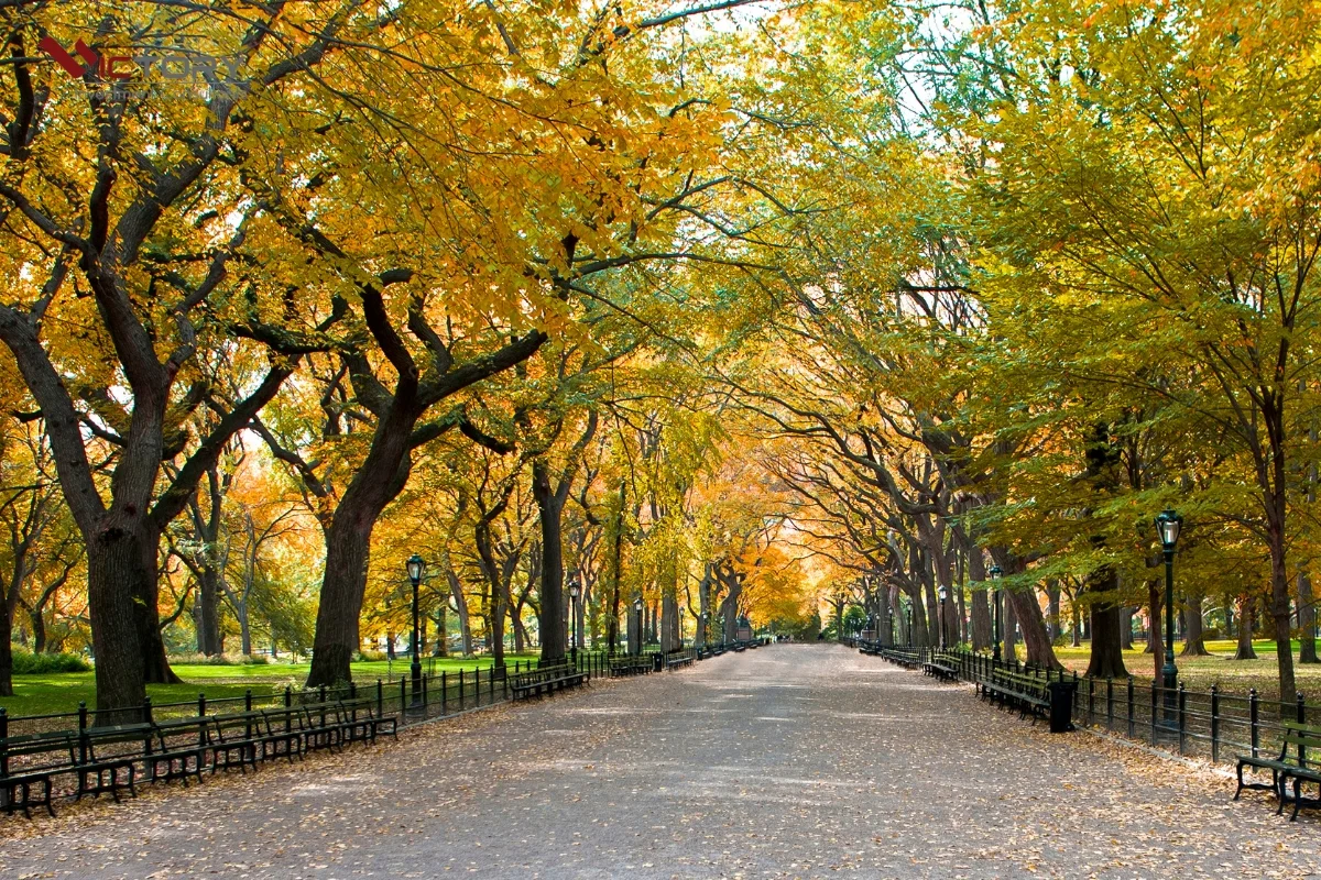 bang new york thuoc my bang new york thuoc my