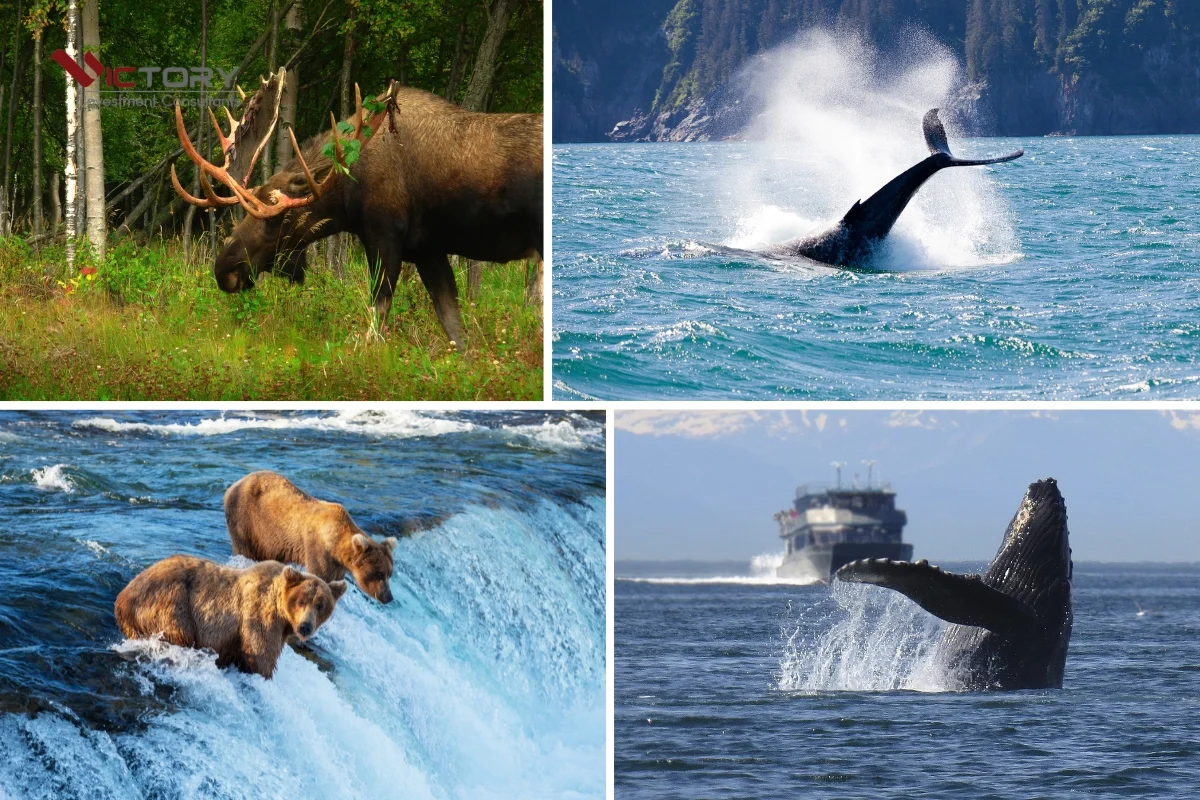 alaska o my alaska o my