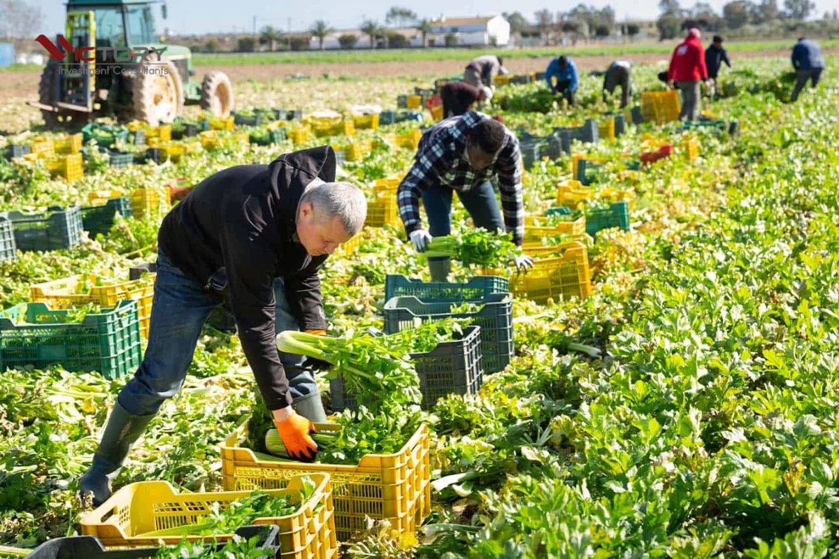 chuong trinh temporary foreign worker chuong trinh temporary foreign worker