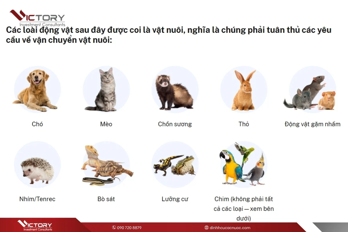 quy dinh nhap canh thu cung my quy dinh nhap canh thu cung my