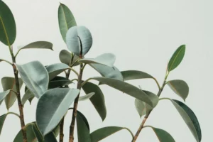 scott webb oRWRlTgBrPo unsplash