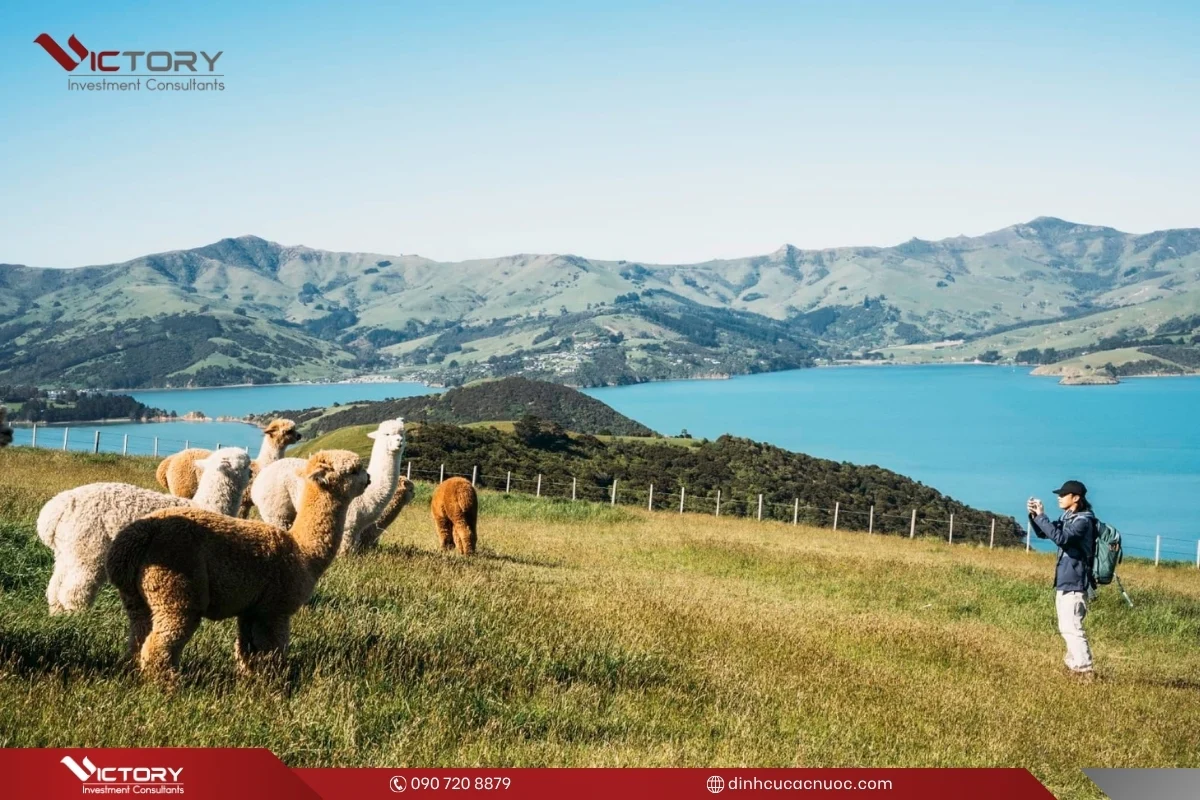 kinh nghiem du lich new zealand